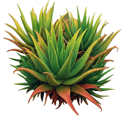 Logo Colonia Aloe Vera